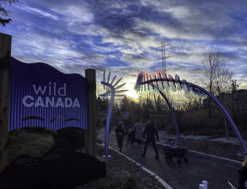 Calgary Zoo Wild Canada